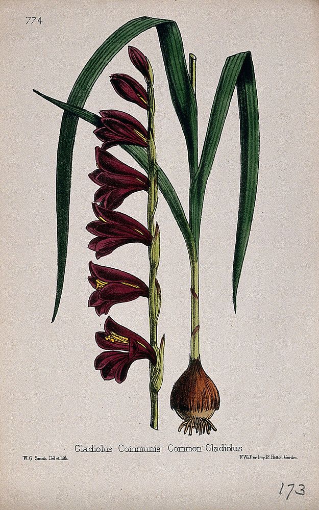 A sword lily (Gladiolus communis): entire flowering plant in two sections. Coloured lithograph by W. G. Smith, c. 1863…