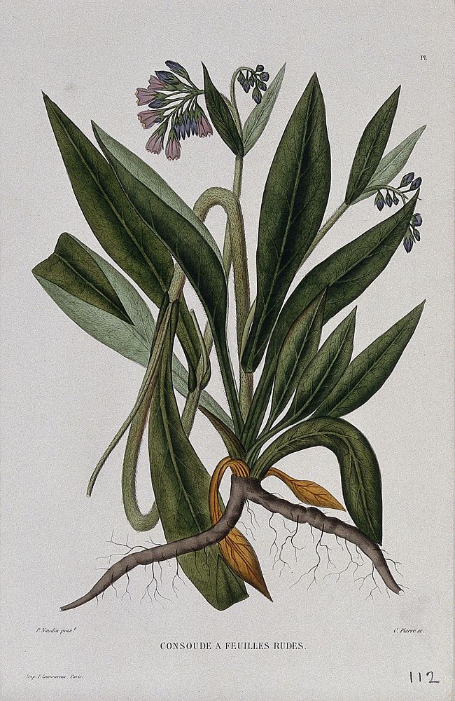 Comfrey (Symphytum asperrimum): entire flowering plant. Coloured etching by C. Pierre, c. 1865, after P. Naudin.