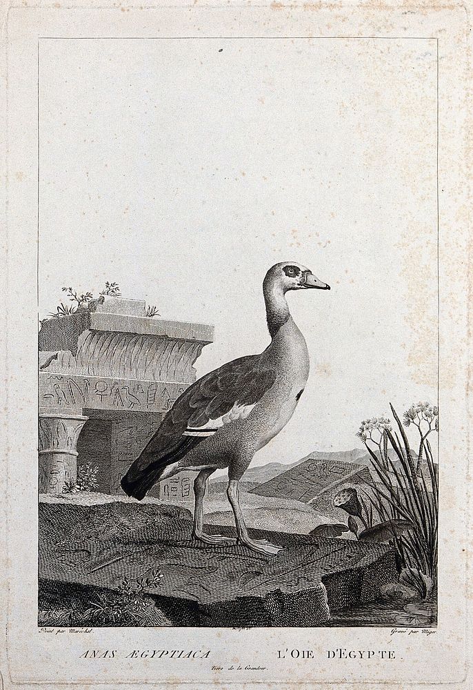 An Egyptian goose walking on and surrounded by slabs of stone inscribed with Egyptian hieroglyphs. Etching by S. C. Miger…