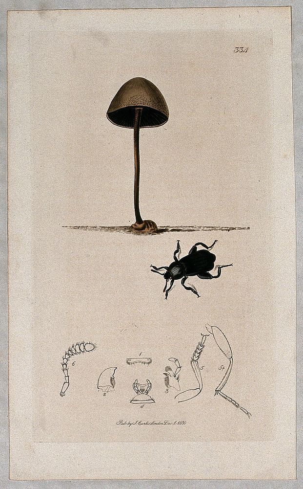 A fungal fruiting body (Coprinus species) with an associated beetle and its anatomical segments. Coloured etching, c. 1830.