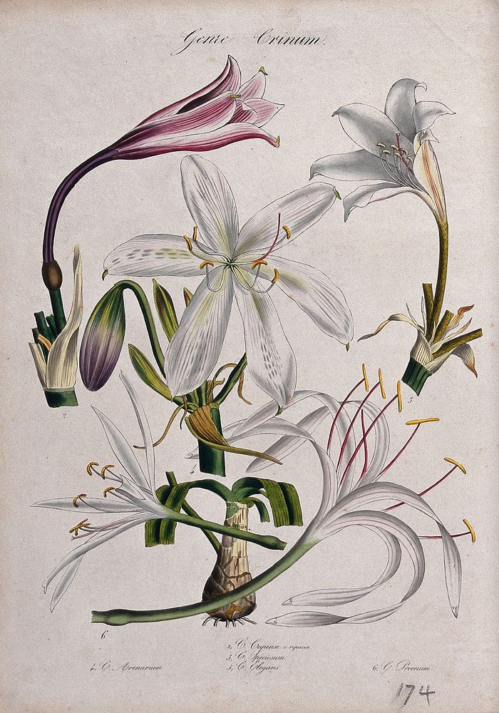 Five different Cape lily plants (Crinum species): flowering stems. Coloured lithograph.
