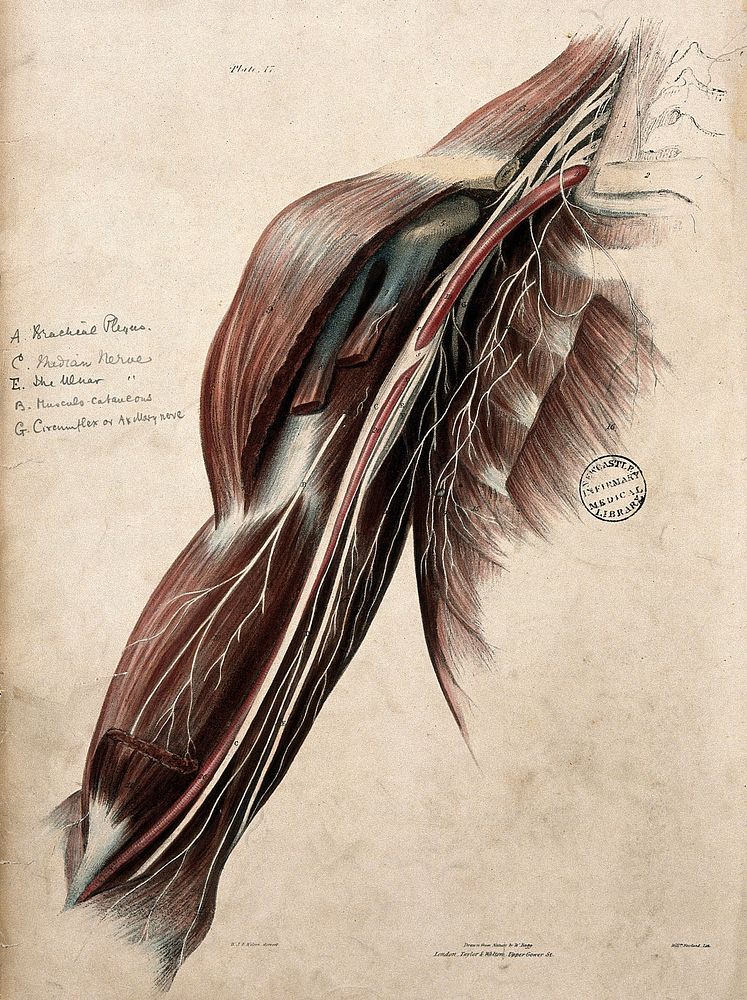 Nerves of the shoulder and arm. Coloured lithograph by William Fairland, 1839, after W. Bagg after W.J.E. Wilson.