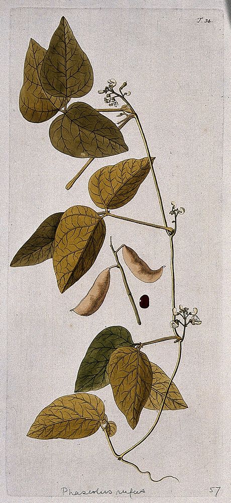Bean plant (Phaseolus sp.): flowering stem with separate fruit and seed. Coloured etching after F.A. von Scheidl, 1770.