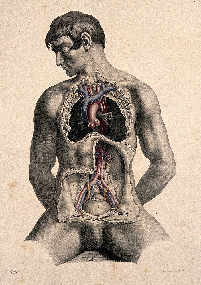 Dissection of the trunk of a seated white man, showing major blood-vessels. Coloured lithograph by J. Maclise, 1851.