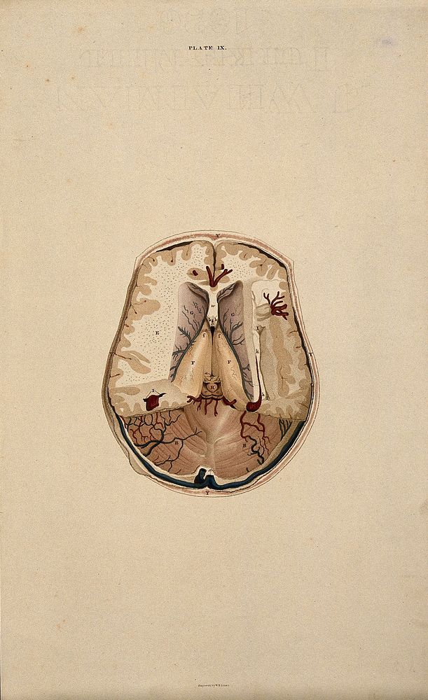 Brain: dissection showing a horizontal section. Coloured line engraving by W.H. Lizars, ca. 1826.