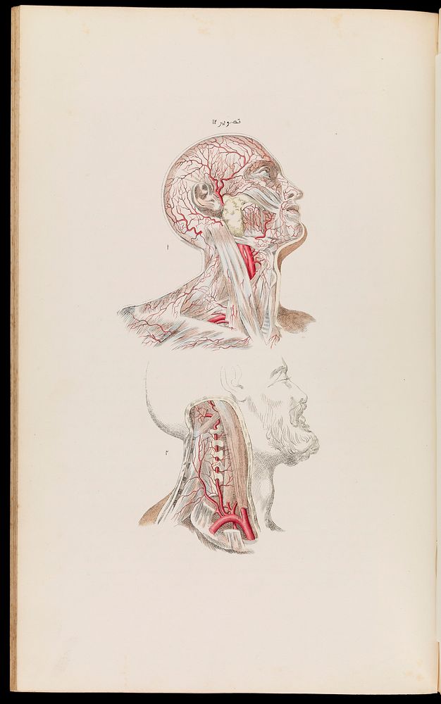 An atlas of anatomical plates of the human body ... / by Frederic John Mouat.