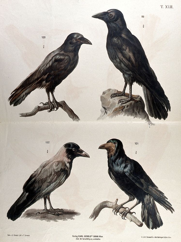 Birds of the crow family: four figures, including a crow, a raven and a rook. Chromolithograph by F. Gerasch after A.…