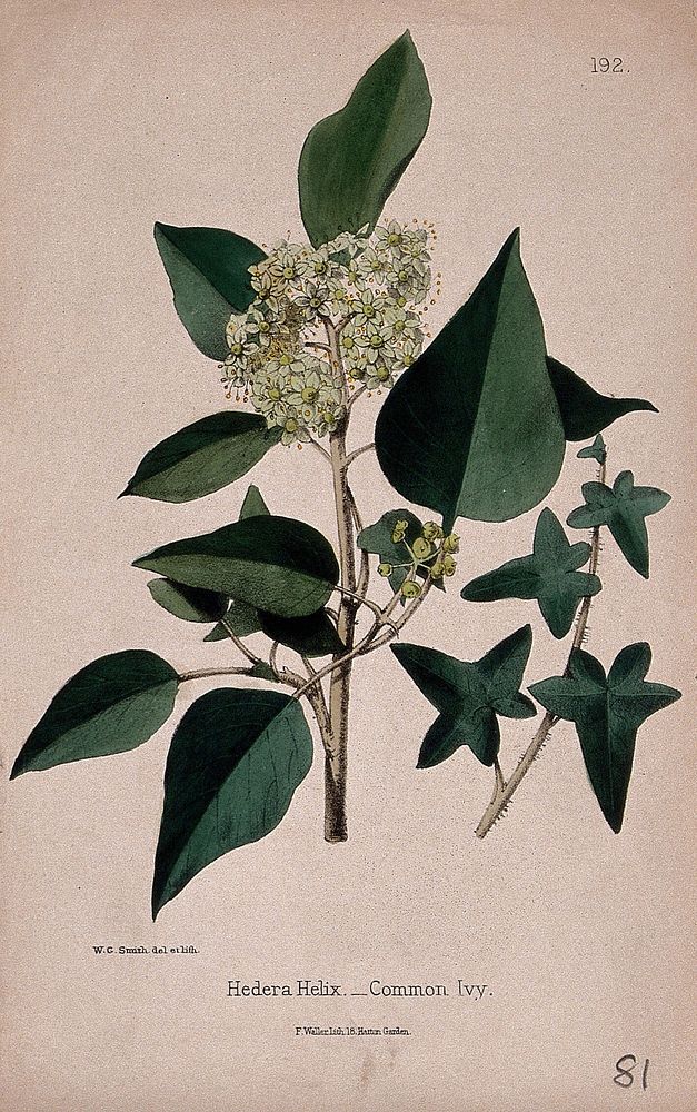 English ivy (Hedera helix): stem with flowers, fruit and leaves. Coloured lithograph by W. G. Smith, c. 1863, after himself.