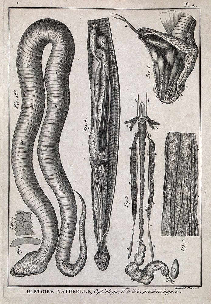 Snake anatomy: ventral view of snake with scales; ventral view of internal organs; view of open mouth. Engraving, ca. 1778.