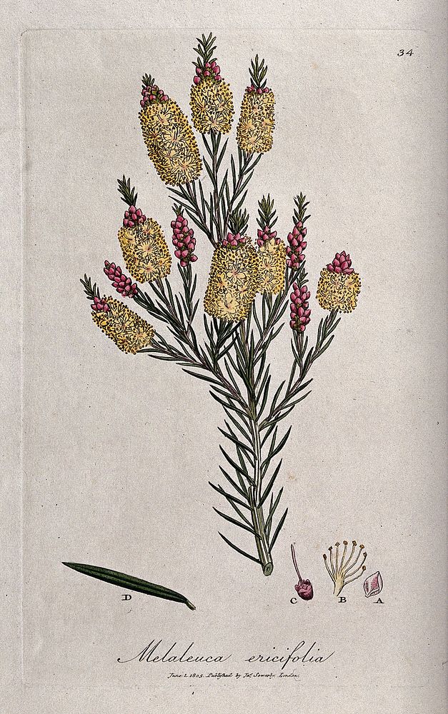 Paperbark tree (Melaleuca ericifolia): flowering shoot with leaf and floral segments. Coloured engraving by J. Sowerby, c.…