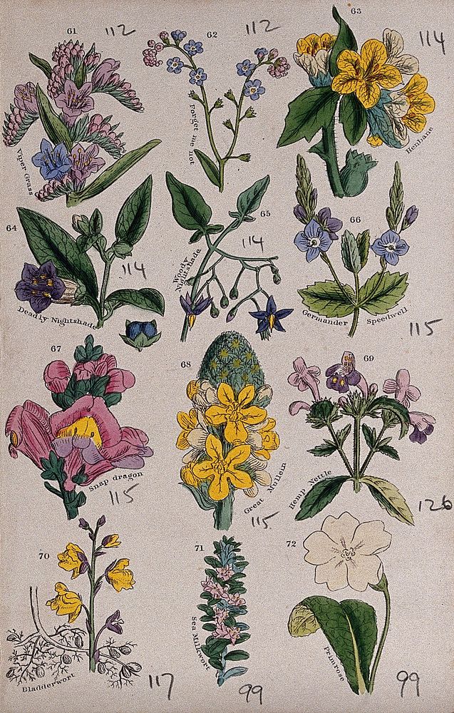 Twelve British wild flowers with their common names. Coloured engraving, c. 1861, after J. Sowerby.