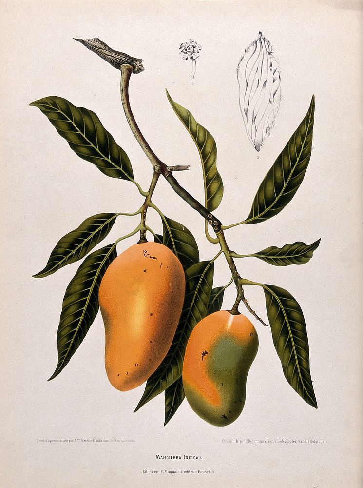 Mango (Mangifera indica L.): fruiting branch with numbered sections of flower and seed. Chromolithograph by P.…