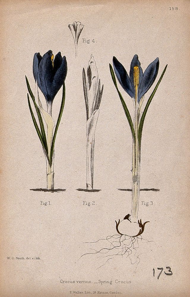 Dutch crocus (Crocus vernus): four diagrams of a whole and sectioned flowering plant. Partially coloured lithograph by W. G.…