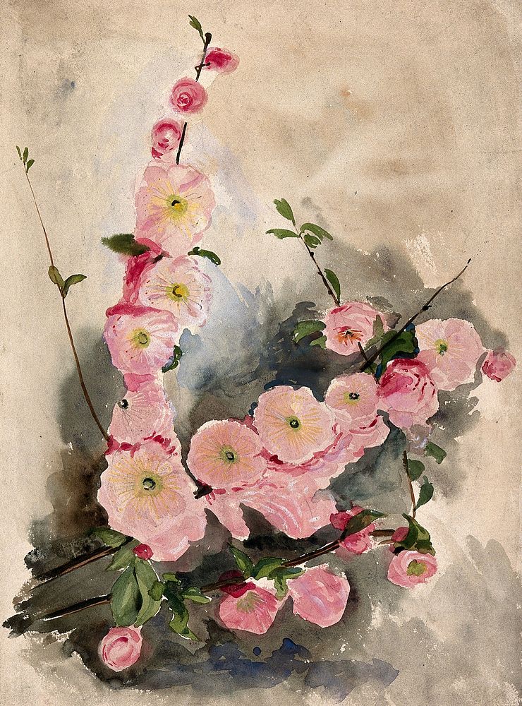 Blossom of an ornamental cherry (Prunus species). Watercolour.