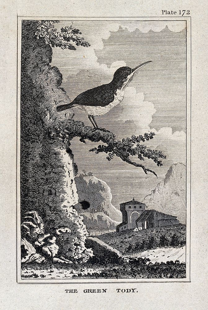 A green tody, a small West Indian kingfisher. Etching with engraving.
