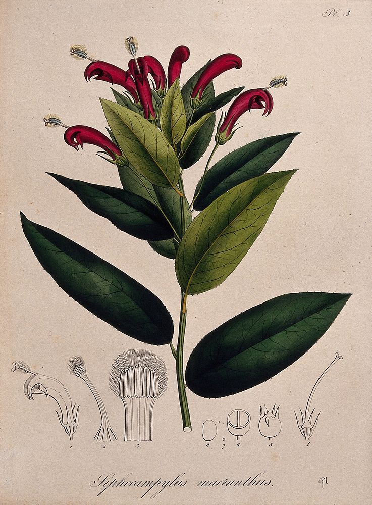 A tropical plant (Centropogon surinamensis): flowering stem and floral segments. Coloured lithograph.