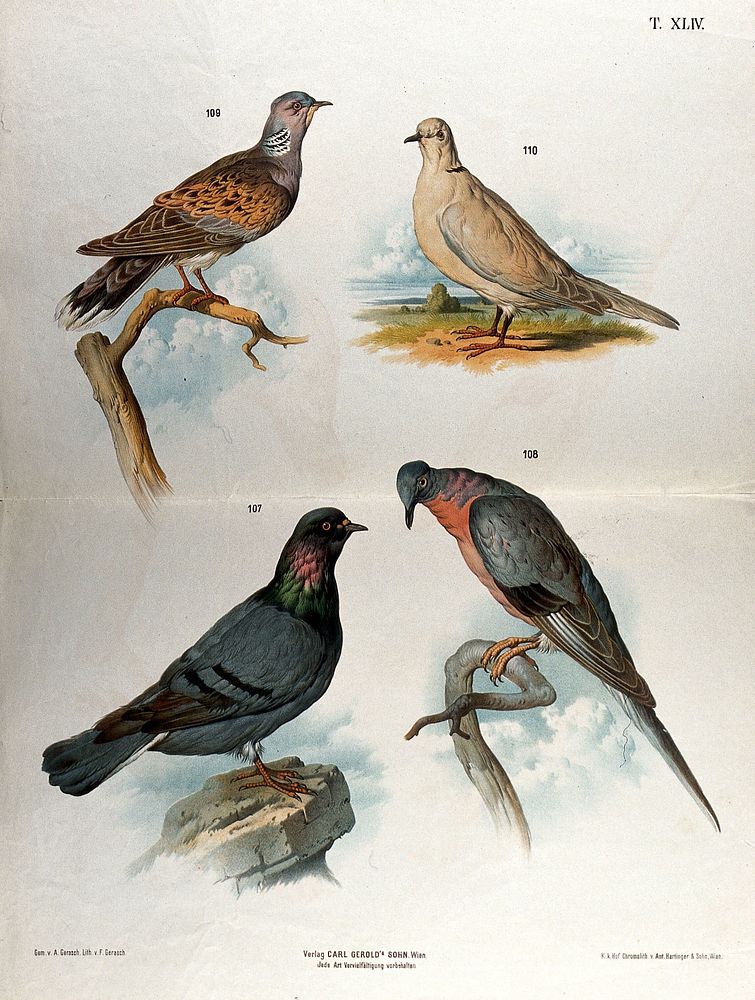 Birds of the pigeon family: four figures illustrating different varieties, including a collared dove. Chromolithograph by F.…