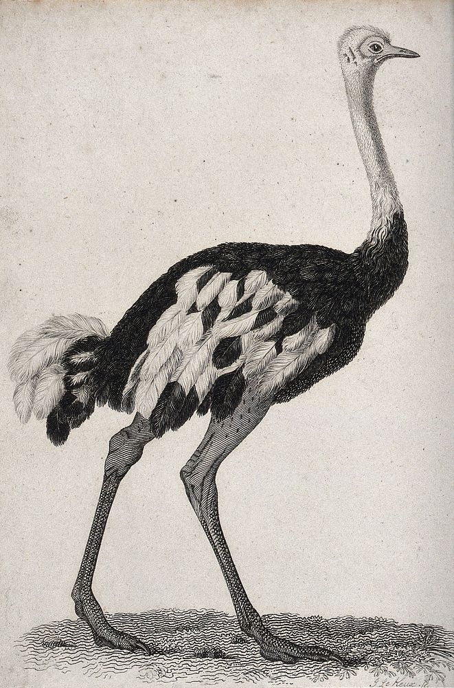 An ostrich. Etching by J. Le Keux.