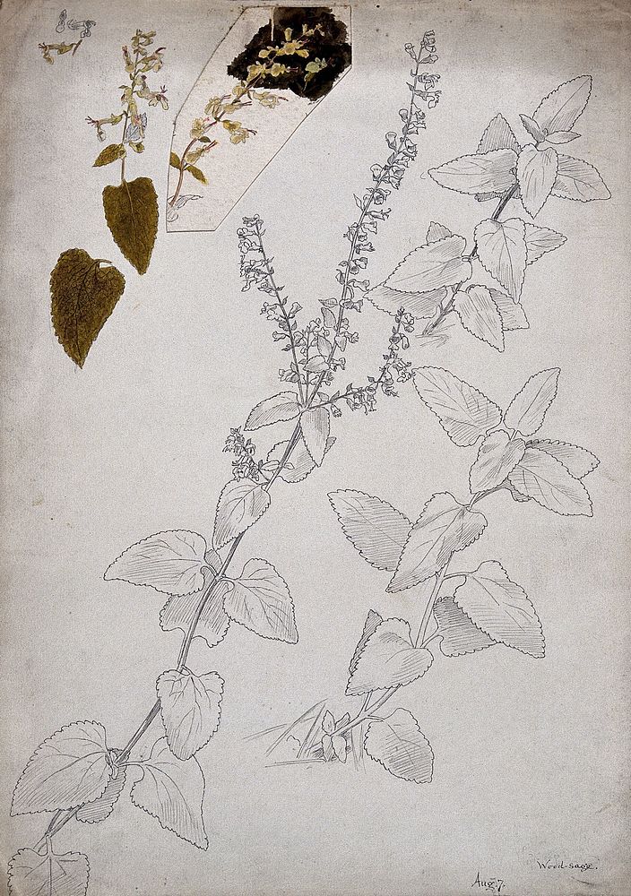 Wood sage (Teucrium scorodonia): flowering stems and floral segments. Pen and watercolour drawings.