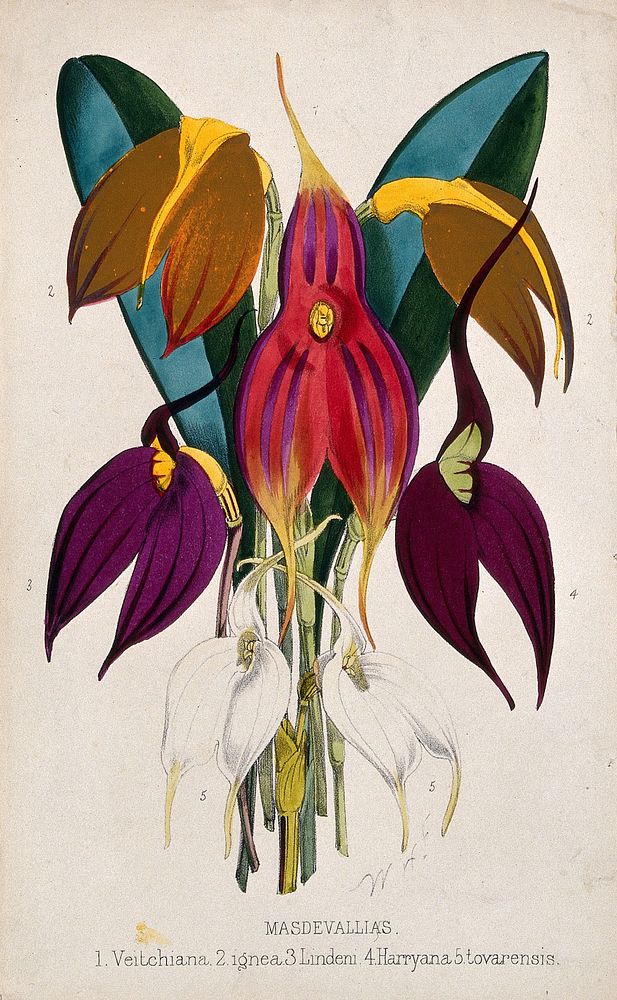 Five tropical orchids, all varieties of the genus Masdevallia: flowers and leaves. Coloured lithograph, c. 1873, after W.…