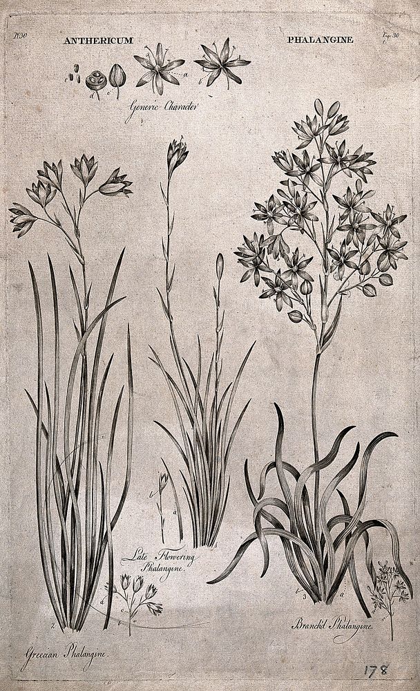 Three species of phalangine (Anthericum) plant: flowering stems with floral segments. Line engraving by J. Hill, c. 1774…