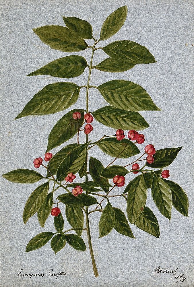 Spindle-tree (Euonymus europea): fruiting stem. Watercolour, 1904.