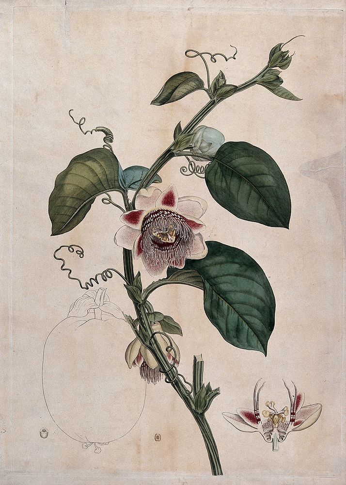 Large fruited granadilla (Passiflora macrocarpa): flowering stem, flower and outline of fruit. Coloured etching.