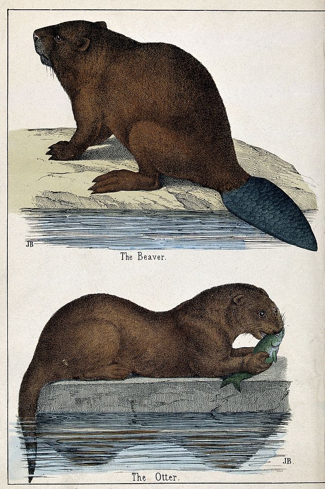 Above, a beaver; below, an otter. Coloured lithograph by B. Hummel after Jemima Blackburn.