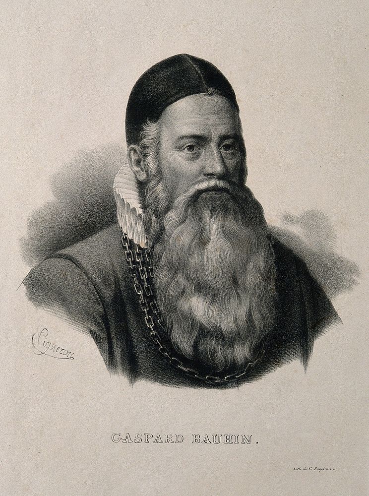 Caspar Bauhin. Lithograph by P. R. Vignéron.