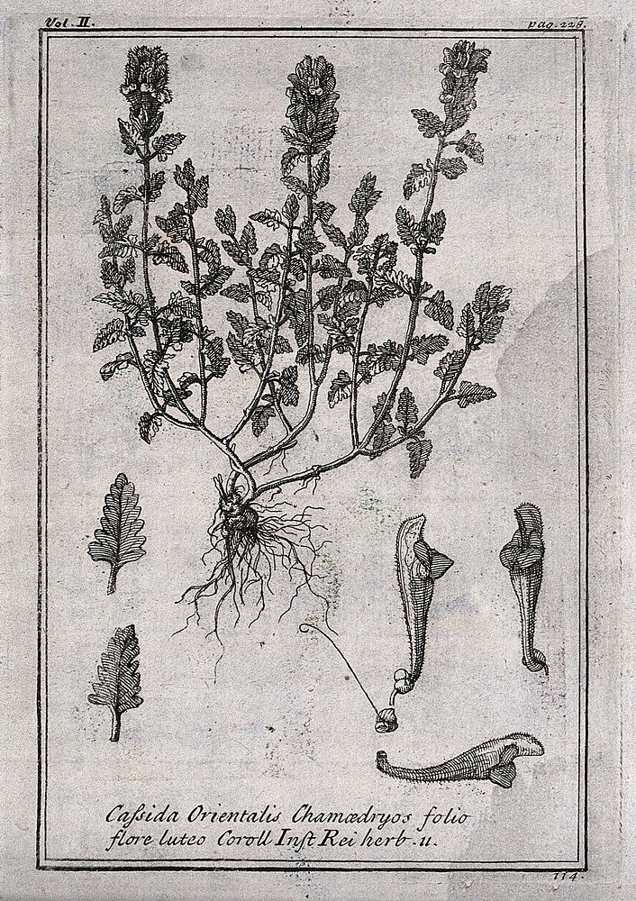 Skull-cap or helmet flower (Scutellaria orientalis): flowering plant and floral segments. Etching, c. 1718, after C. Aubriet.