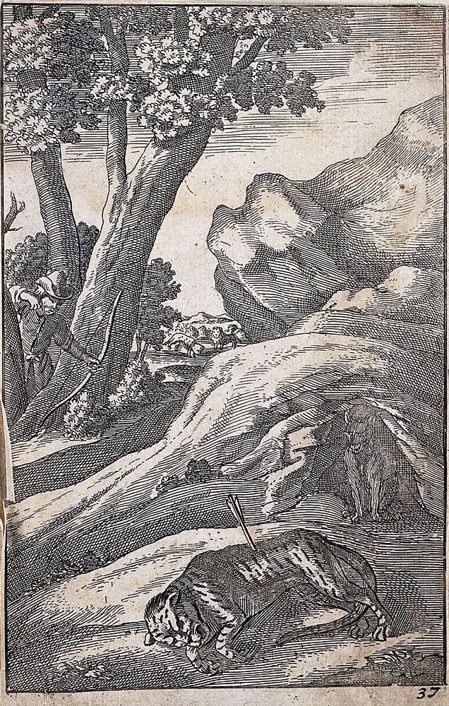 A tiger lies in the foreground shot by an archer who appears between the trees; illustration for a fable by J. Ogilby.…