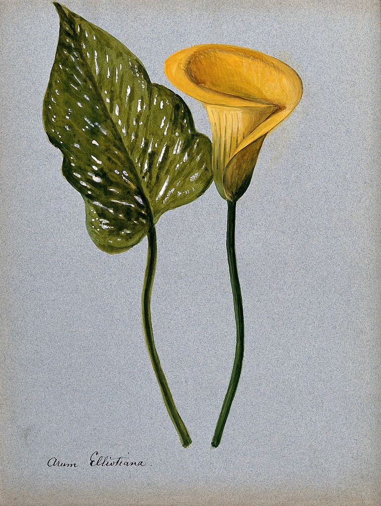 Yellow arum lily (Zantedeschia elliottiana): inflorescence and leaf. Watercolour.
