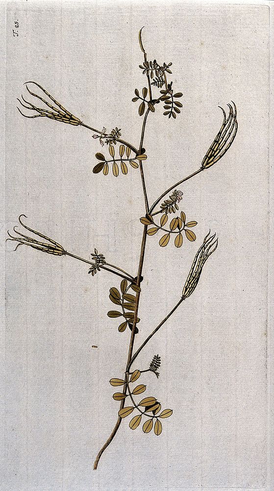 Coronilla cretica L.: flowering and fruiting stem. Coloured engraving after F. von Scheidl, 1770.