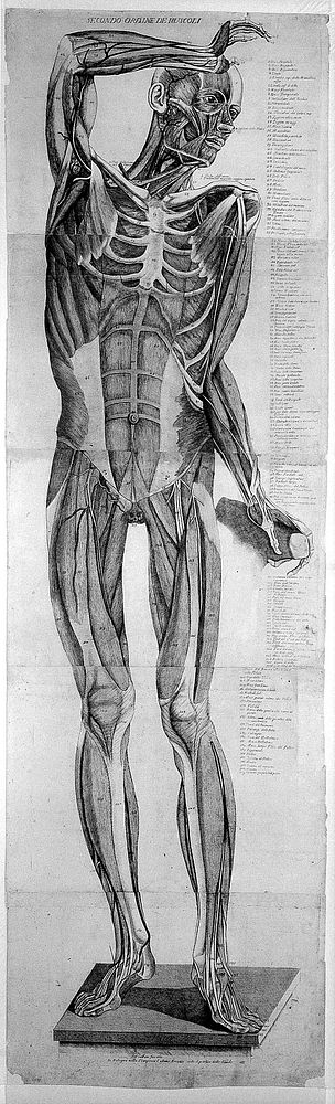 Anatomical figure: anterior view of a skeleton, with muscles modelled in wax. Etching by A. Cattani, 1781, after E. Lelli…