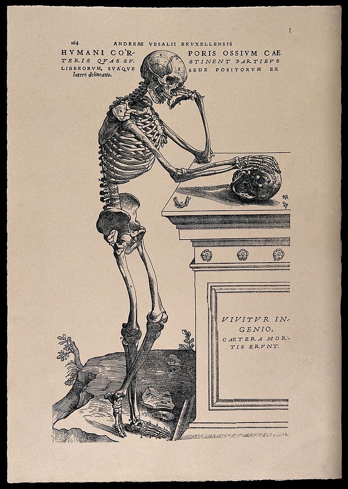 A skeleton, contemplating a skull: lateral view. Photolithograph, 1940, after a woodcut, 1543.