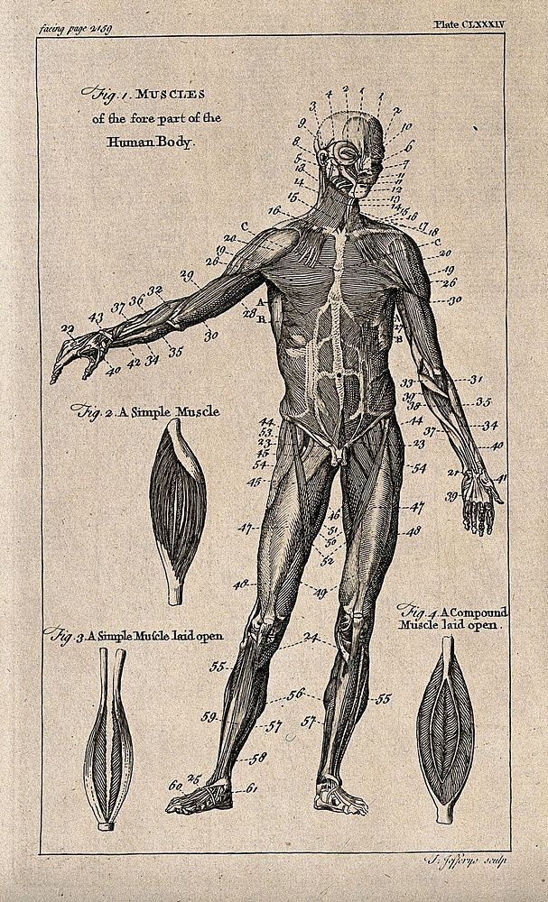 An écorché figure, front view, with right arm raised, and three figures showing details of muscles. Engraving by T.…