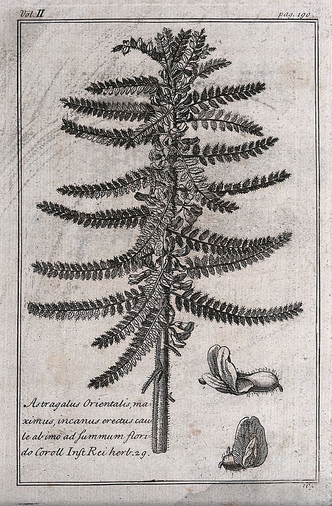 Goat's thorn (Astragalus christianus): flowering stem and floral segments. Etching, c. 1718, after C. Aubriet.