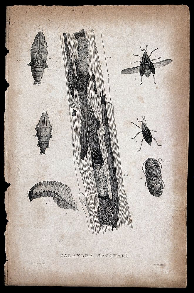 A sugar cane boring beetle: adult, pupa and larva in sugar cane. Etching by W. Raddon after the Revd. L. Guilding.