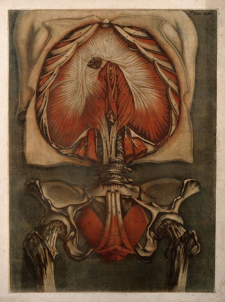 Muscles of the diaphragm and bladder. Colour mezzotint by A. E. Gautier d'Agoty after himself, 1773.