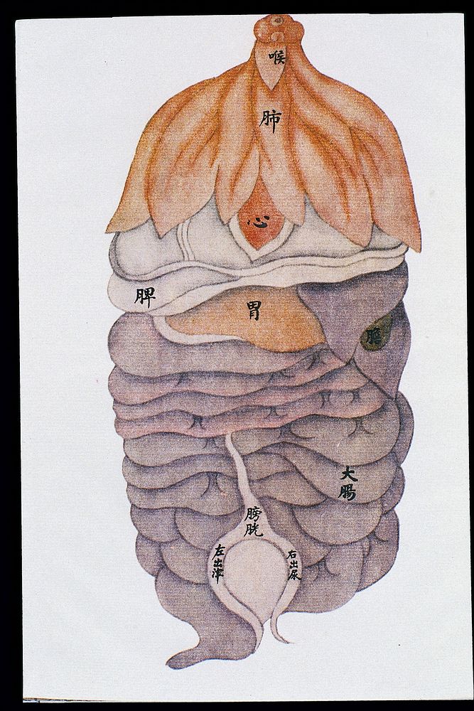 Anatomical drawing of viscera, front view, C17/18 Chinese