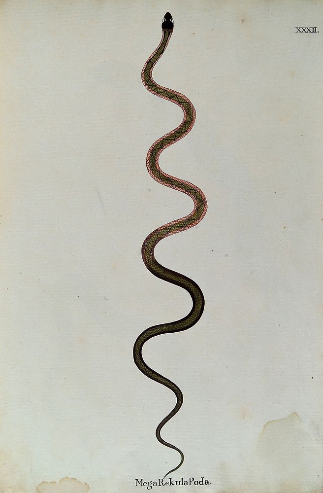 A snake, slender and green in colour, with a darker zig-zag marking along its back and bands of pink running along each side…