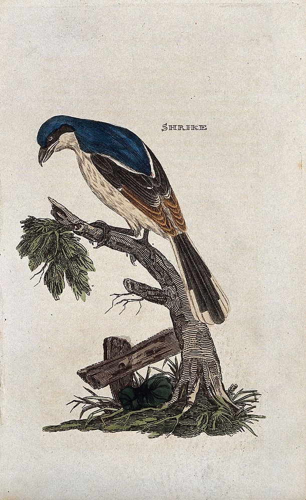 A bird: a shrike. Coloured engraving.