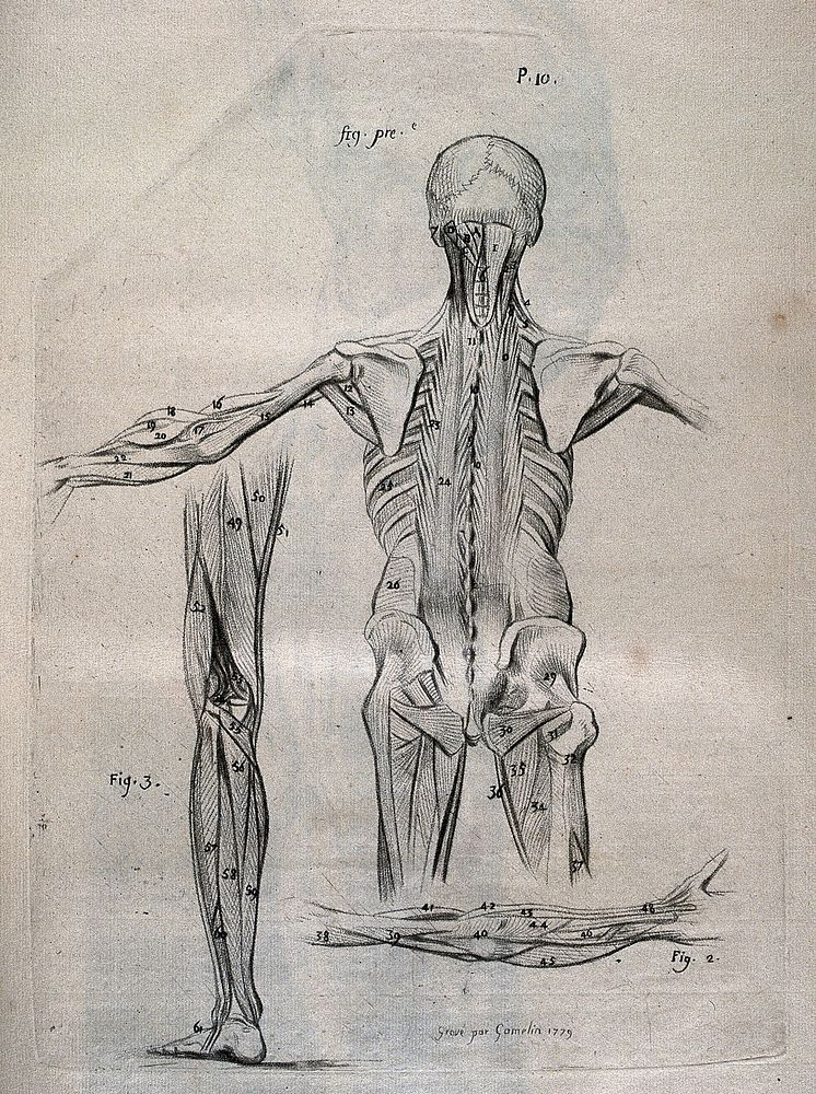 A standing écorché figure, seen from behind, showing the bone structure and muscles of the trunk, arm and upper leg, with…