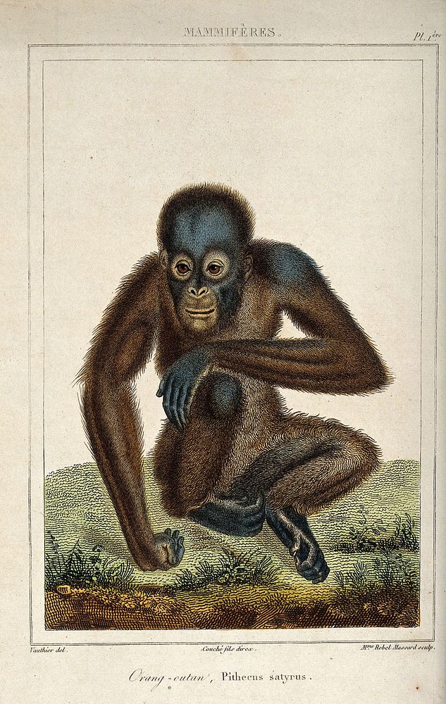 A seated orang-utan. Coloured etching by L. F. Couché and E. S. Rebel Massard after A.C. Vauthier.