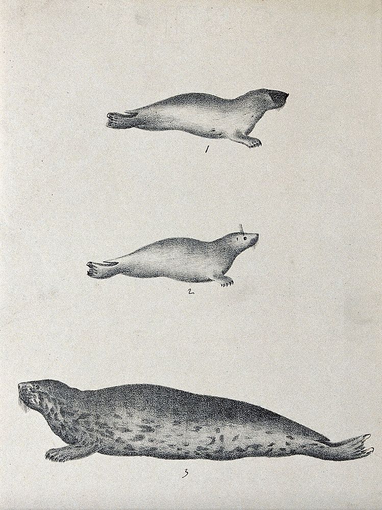 Three types of seal. Lithograph.