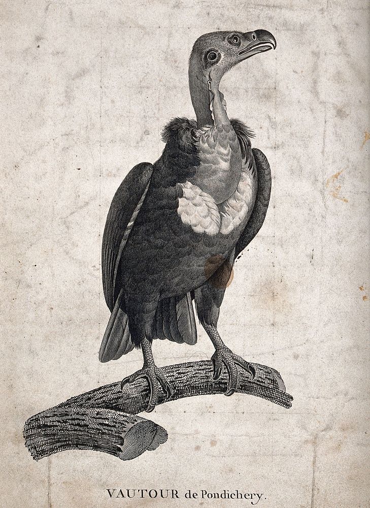 An Indian vulture. Engraving.