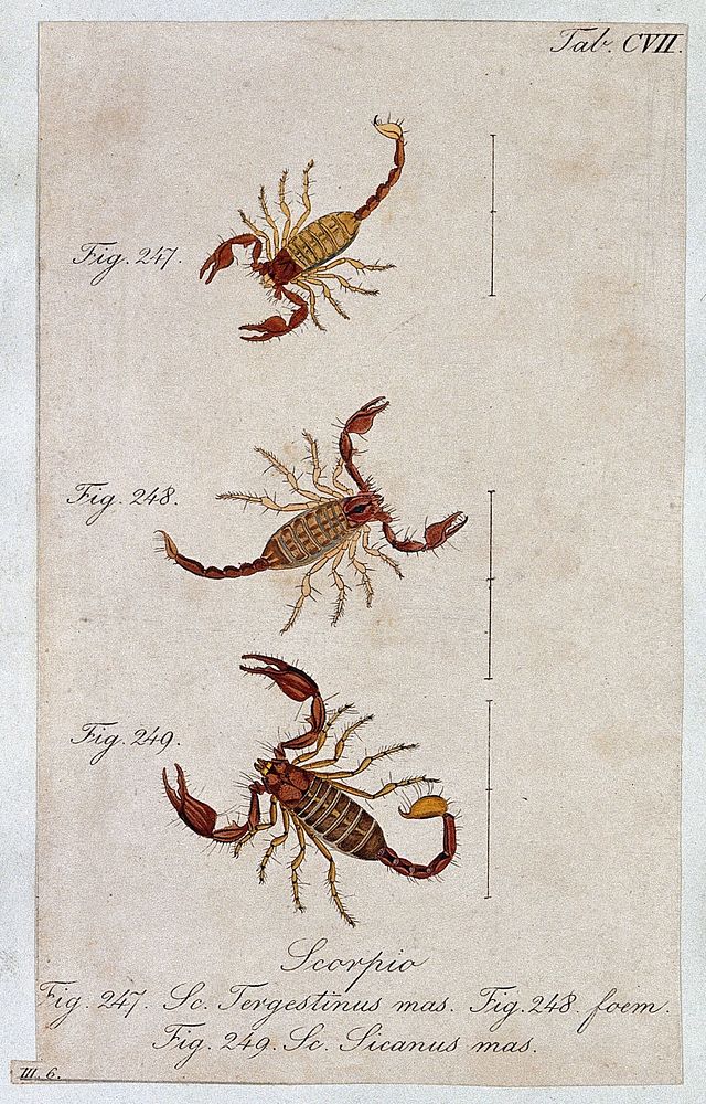 Three scorpions: a male and female Scorpio tergestinus and a male Scorpio sicanus. Coloured engraving.