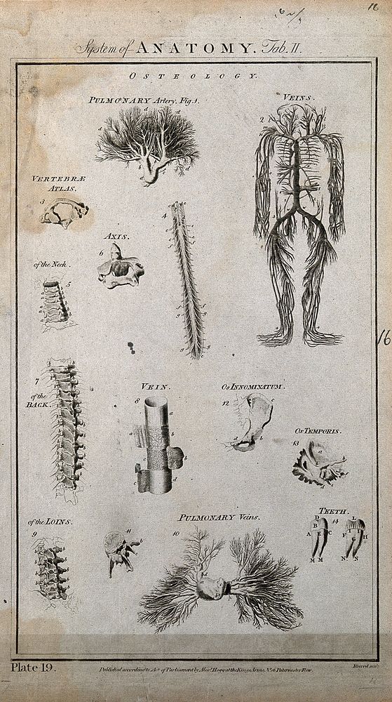 Arteries, veins and bones: fourteen figures. Line engraving by J. Record, 1780/1790.