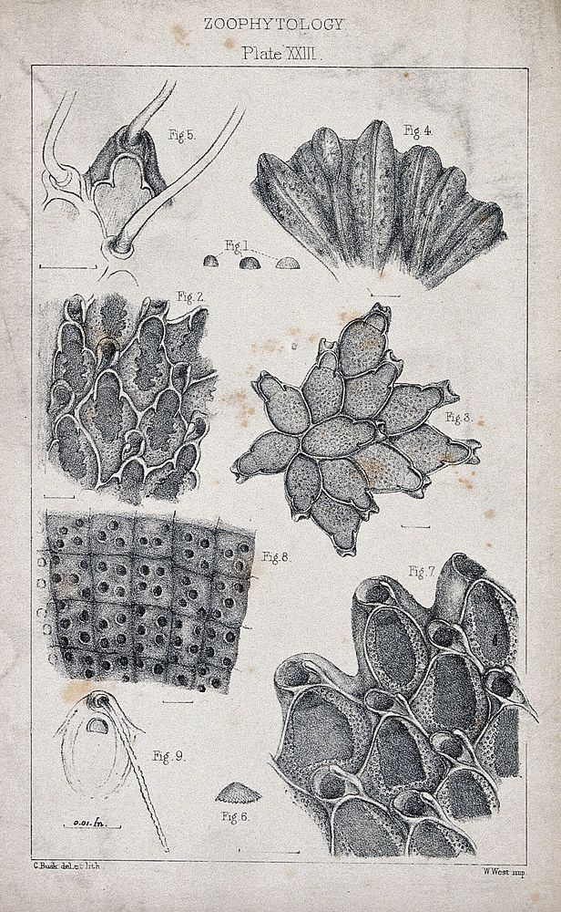 Cross-sections of zoophytes, including corals, sea anemones and sponges. Lithograph by C. Busk.
