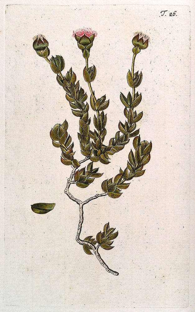 A species of the genus Mesembryanthemum: flowering stem with separate leaf. Coloured engraving after F. von Scheidl, 1770.